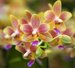 Грунт для орхидеи: особенности и приготовление своими руками - фото