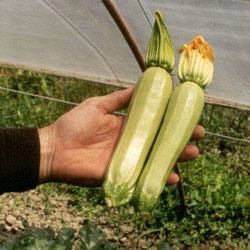 Выращивание урожайных кабачков Кавили f1 - фото