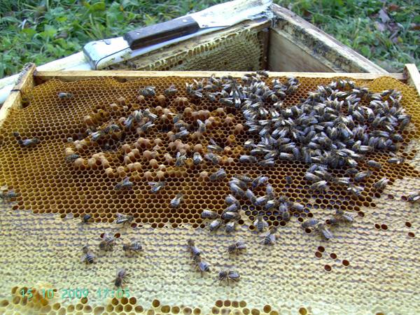 Как экономить корм для пчел - фото