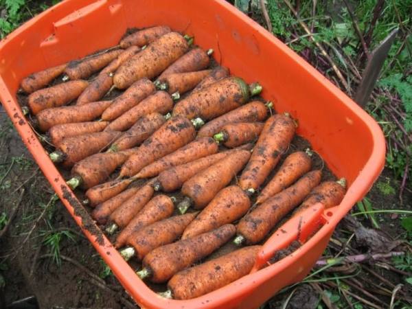 5 способов как хранить морковь в домашних условиях с фото