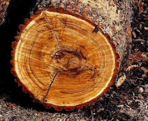 Как определить породу древесины, изучаем материалы с фото