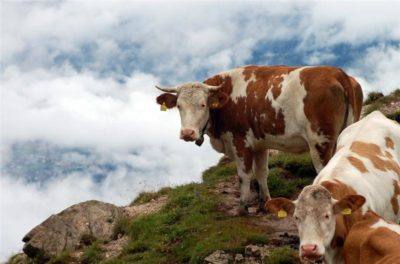 Способы определения стельности коров - фото