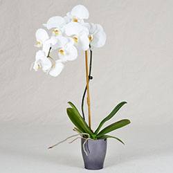 Как правильно отсадить деток орхидеи в домашних условиях - фото