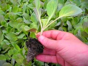 Как вырастить рассаду капусты самостоятельно? с фото