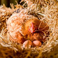 Как посадить курицу на яйца насильно - фото
