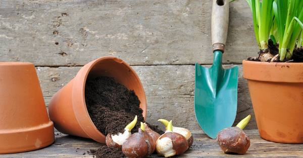 Как посадить луковицы, клубни и клубнелуковицы? с фото