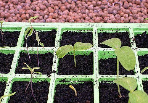 Как правильно посадить семена огурцов на рассаду - фото