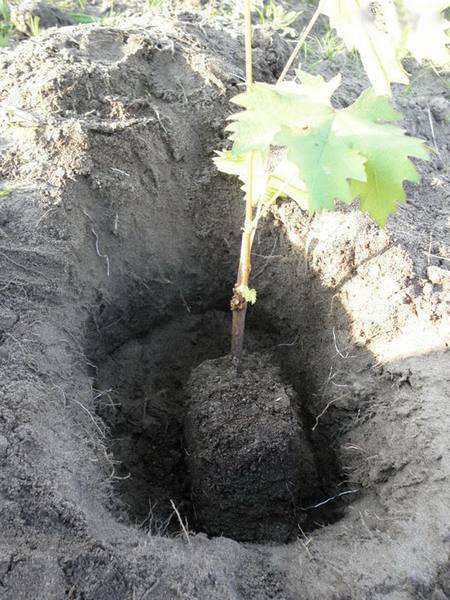 Как посадить саженцы винограда осенью с фото