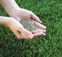 Как правильно подсеивать траву на газон весной и осенью с фото