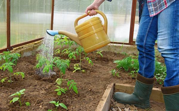 Как правильно поливать томаты в теплице и открытом грунте с фото
