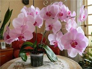Как ухаживать за орхидеями дома: особенности ухода, фото - фото