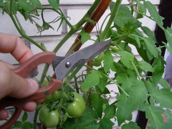 Как прищипывать овощи (помидоры, огурцы, кабачки) с фото