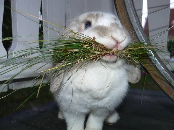 Как сделать ясли для кроликов - фото