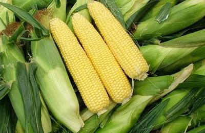 Особенности хранения початков кукурузы - фото