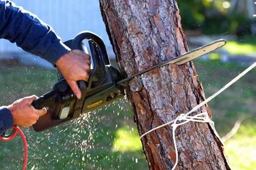 Как правильно спилить дерево: технология и способы валки с фото