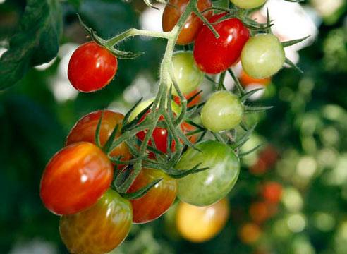 Как выращивать мини томаты - фото