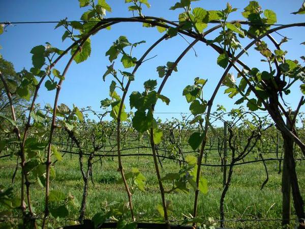 Вырастить столовый виноград дома с фото