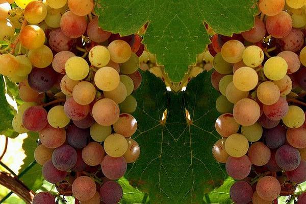 Витамины и полезные веществ в винограде - фото