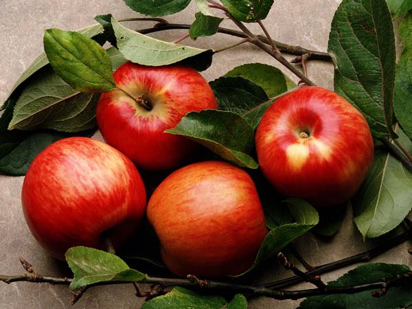 Какова зависимость урожая яблонь от листьев - фото