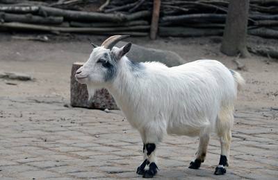 Характеристика породы камерунских коз - фото
