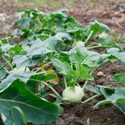 Капуста кольраби  правила агротехники при выращивании в открытом грунте - фото