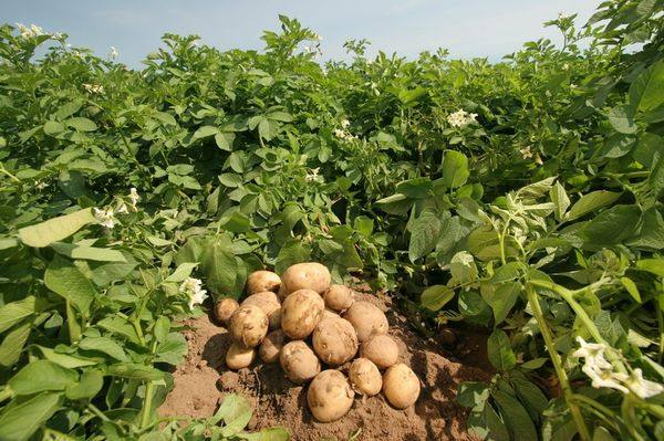 20 лучших ранних и скороспелых сортов картофеля - фото