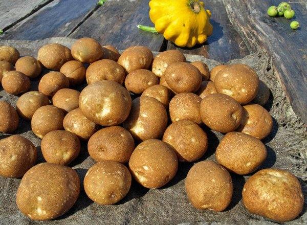 Подробное описание и характеристика сорта картофеля киви - фото