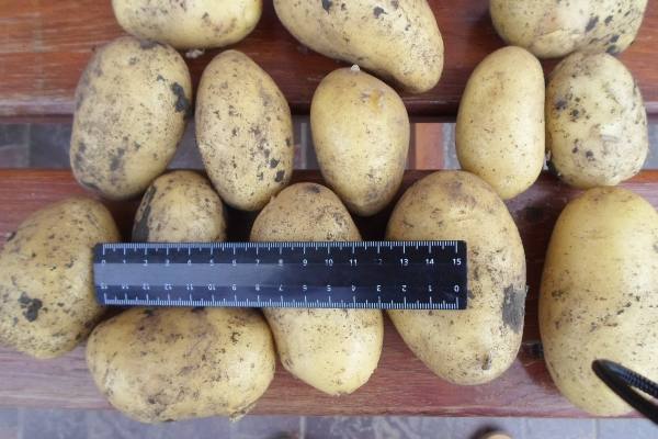 Характеристика и описание сорта картофеля коломбо - фото