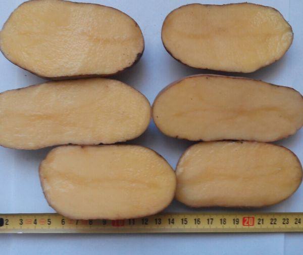 Характеристика и описание картофеля сорта королева Анна - фото