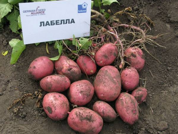 Картофель «Лабелла»: описание и правила выращивания - фото