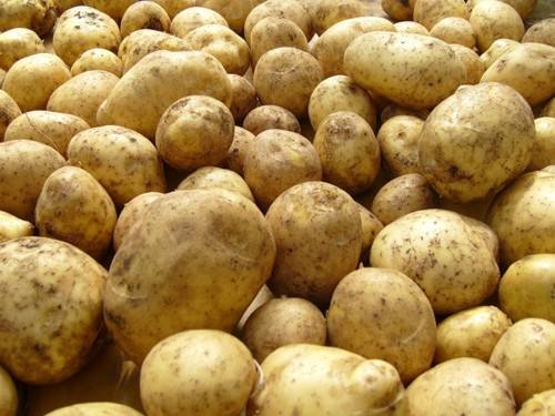 Картофель Посадка, выращивание и уход - фото