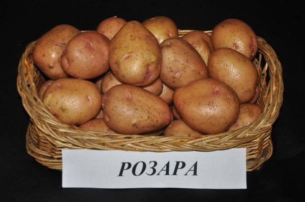 Описание и характеристика картофеля сорта розара с фото