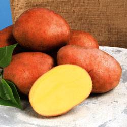 Отличительные качества сортового картофеля Розара - фото