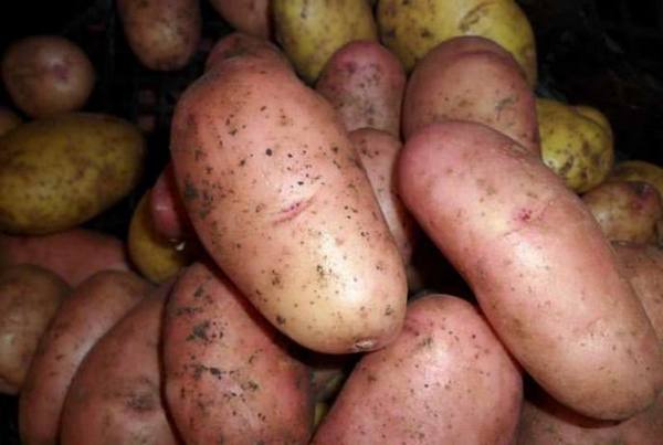 Картофель «Рябинушка»: описание сорта и особенности выращивания с фото