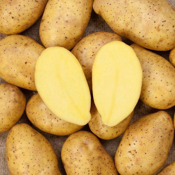 Характеристика и описаение картофеля сорта зекура - фото