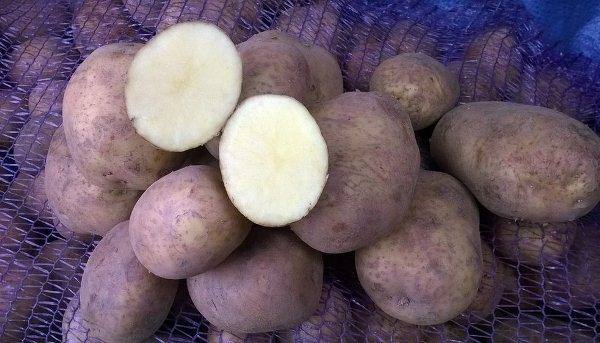 Подробное описание и характеристика картофеля сорта винета с фото