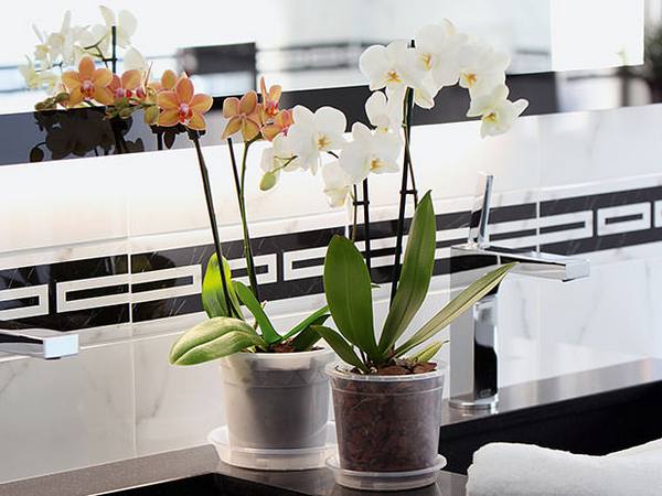Кашпо для орхидей: особенности выбора и варианты самостоятельного изготовле ... - фото