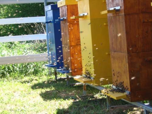 Кассетный павильон для пчел Характерные признаки и особенности - фото