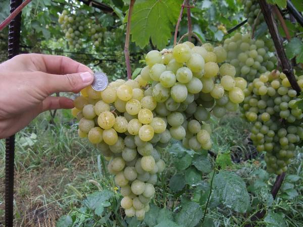 Сорт винограда Тигин: подробное описание с фото