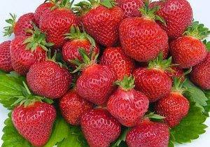 Выращиваем на даче вкусные ягоды клубники Альбион - фото