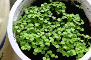 Выращивание агератума из семян: когда сажать и как ухаживать? - фото