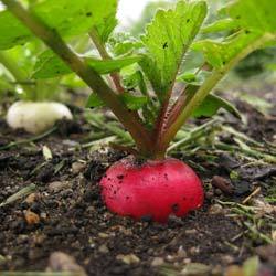 Как вырастить редис в теплице рано весной: подходящие сорта, время посева,  ... - фото
