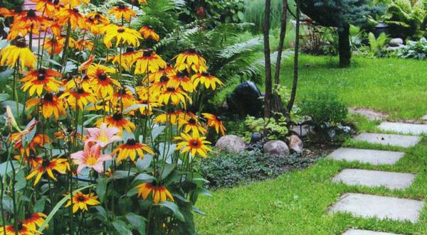 Композиции из цветов рудбекии в саду - фото