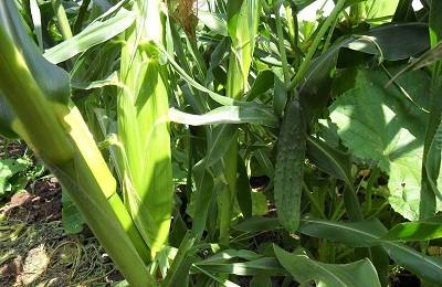 Выращивание кукурузы на попкорн с фото