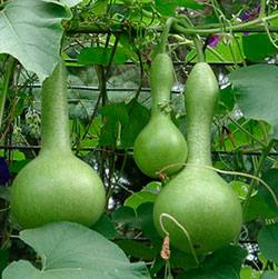 Особенности выращивания вкусного декоративного овоща лагенарии - фото