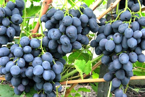 Самые эффективные способы лечения милдью винограда - фото