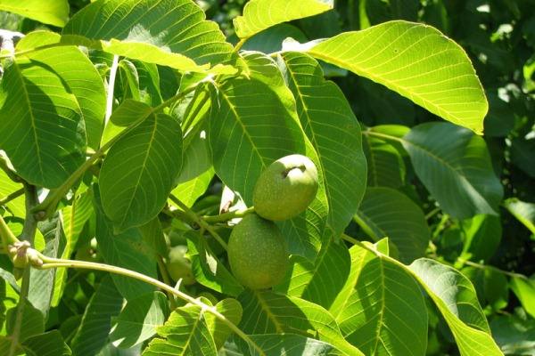 Полезные свойства и противопоказания листьев грецкого ореха с фото