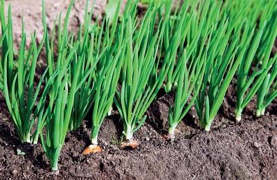 Выращиваем зеленый лук в августе: секреты посадки и ухода - фото