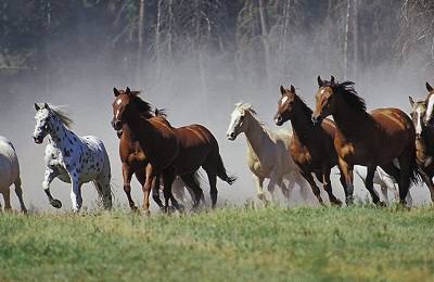 Обзор основных и необычных мастей лошади - фото