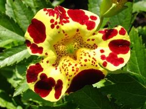 Необычный цветок мимулюс: виды, фото, выращивание из семян с фото